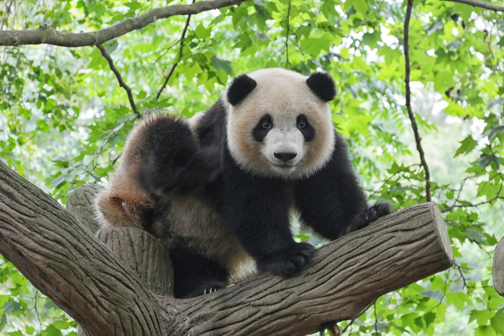China enviará una nueva pareja de pandas a España el 29 de abril